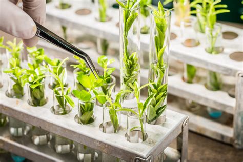 Super crops are coming: Is Europe ready for a new generation of gene-edited plants?