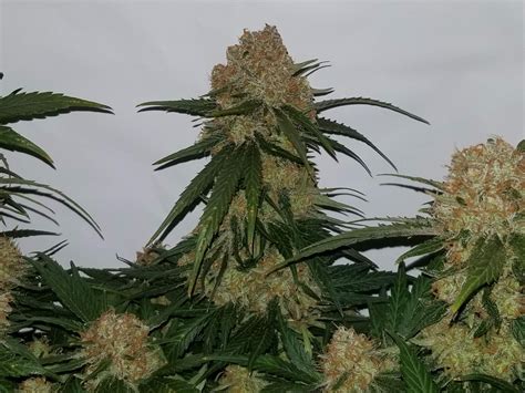 Super lemon haze ilgm. Buy Marijuana Seeds. Good grows start with great seeds! We’ve got you covered with our high-quality marijuana seedbank. Commonly, growers look for Feminized seeds, but if you’re starting out, you may want to buy Autoflowering seeds instead. If you’re looking for diversity, our Mix Packs provide a seed variety pack for everyone. 