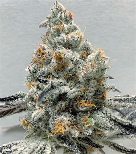 Super platinum strain. Jul 7, 2023 · Gushers is a slightly indica dominant hybrid strain (60% indica/40% sativa) created through crossing the classic Gelato #41 X Triangle Kush strains. Named for the delicious candy, Gushers brings on the flavors with a combination of sour tropical fruits and rich creamy cookies in each and every toke. The aroma follows the same profile, although ... 