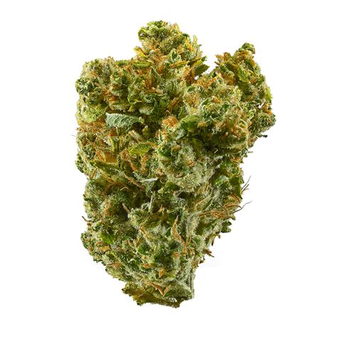 Super silver haze leafly. Discover the captivating Sativa Hybrid strain with a finish time of 9-10 weeks, resulting from the genetic fusion of Super Silver Haze and Lemon Skunk. This strain delights the senses with a tart ... 