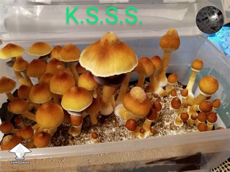 The Koh Samui magic mushroom strain was first found and used by l