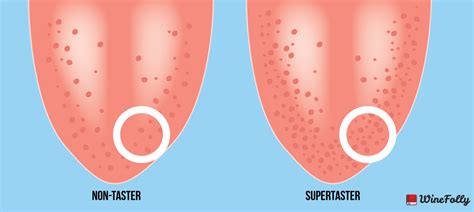 Super taster. Things To Know About Super taster. 