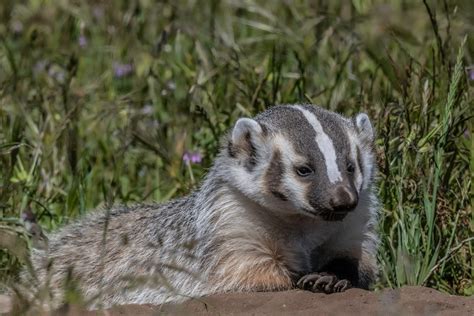 Super-rare white American badger spotted in Marin County