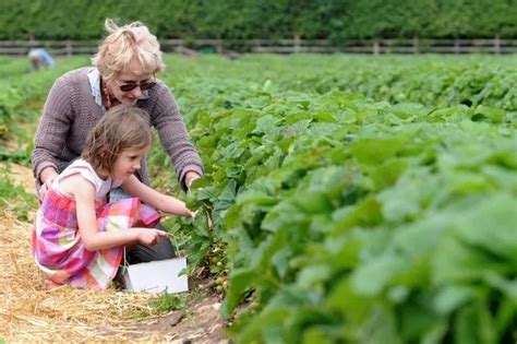 Superb places to go strawberry picking in Surrey this summer