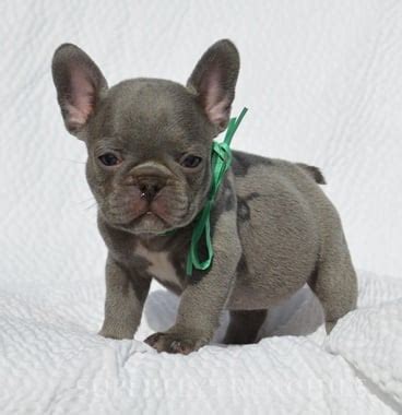 Superfly Frenchies offers French Bulldog puppies Our purpose is to find loving homes for our beloved fur babies