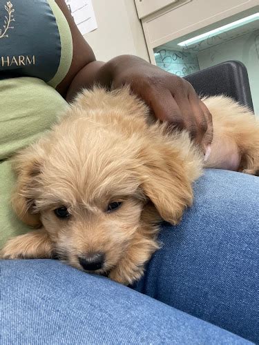 SuperStar Puppies has over 35 years of experience in providing customers with exquisite, adorable, and most importantly healthy puppies. We only consider purchasing puppies from the top 2% of breeders, as such our puppies for sale are healthy and bred in a secure environment. . 