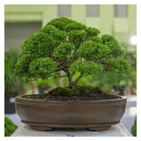 Superthrive??? - Bonsai forum - Bonsai Empire