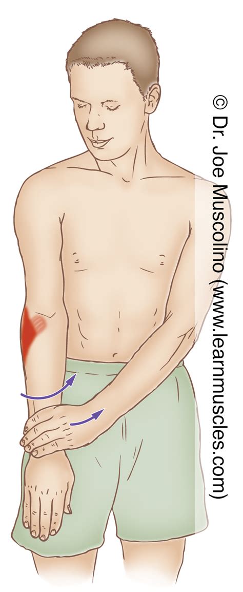 Supinator stretch.  Forearm Supinator Stretch This stretch focuses on the muscl...
