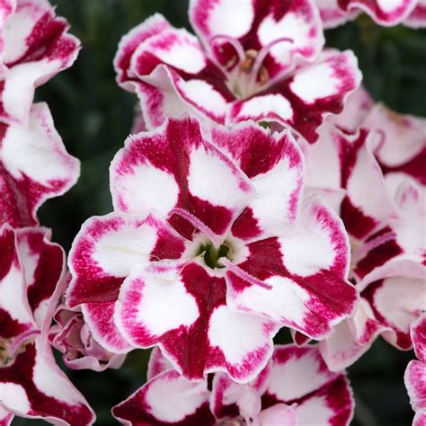 Suppliers of Dianthus (Allwoodii Group)