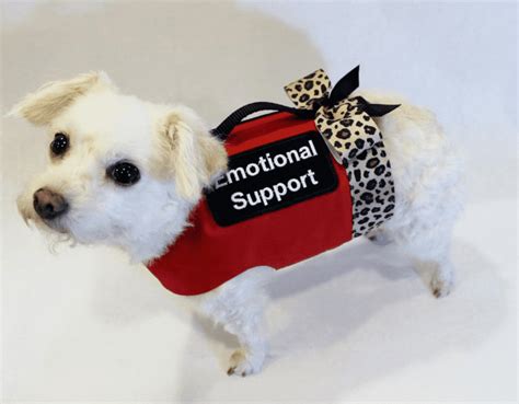 Support pet. Service Dog and Emotional Support Animal Registration. It is important to register your dog so you can easily inform others that your dog is not a pet, but a working service dog . Along with our quick and easy service animal registration process, we offer a variety of accessories including high quality leashes and vests your dog should wear to ... 