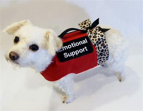 Support pets. An emotional support animal is a pet that helps an owner with a mental health condition. Emotional support dogs help owners feel better by giving friendship and companionship. These dogs are also called comfort dogs or support dogs. An emotional support dog does not need special training. Generally, a regular pet can be an … 