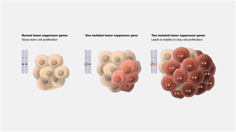 Suppressor Genetics