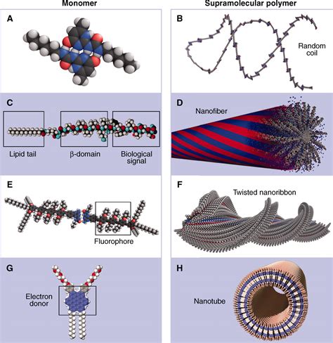 Supramolecular Structure And Function