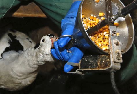 Supreme Court ducks fight over foie gras, leaving California ban in place