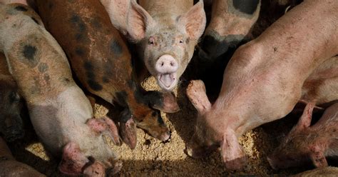 Supreme Court rejects challenge to California pork law mandating more space for pigs