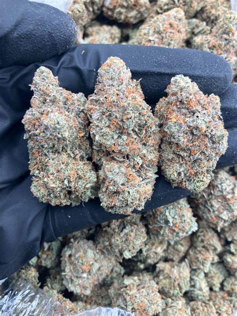 A delicious and potent hybrid marijuana strain named Oreoz (aka Oreos and Oreo Cookies). Though the name may suggest it’s little more than a tasty afternoon treat, the Oreoz strain is mouth-watering for more than just its sweet and pungent flavor. Oreoz THC levels start at 21% with nowhere to go but up.. 