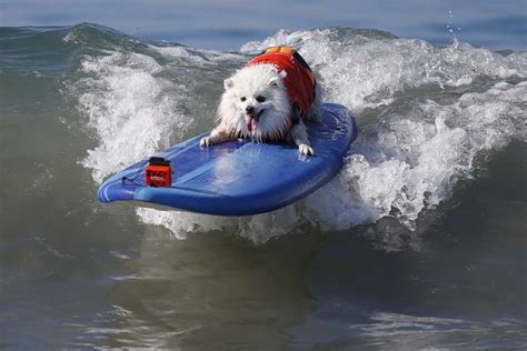 Surf's up for pups at Huntington Beach