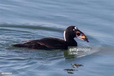 Surf Scoter Photos and Premium High Res Pictures