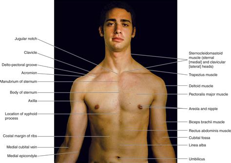 Surface Anatomy and Surface Landmarks for …