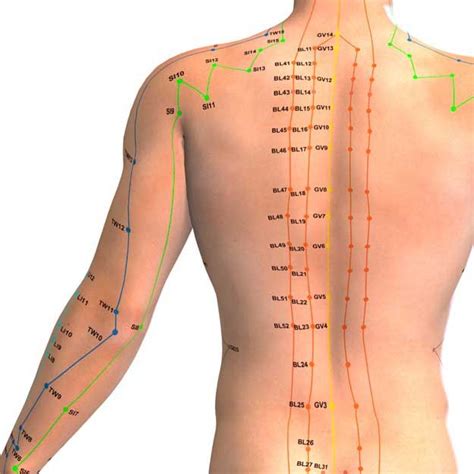 Surface anatomy of acupuncture an anatomical guide for point location. - Modestos orígenes de la vernácula ciudad de maldonado.