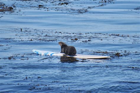 Surfboard-hopping sea otter continues to give authorities the slip