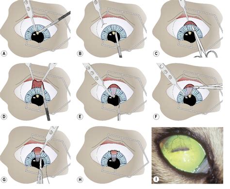 Surgery of the cornea and sclera Veterian Key