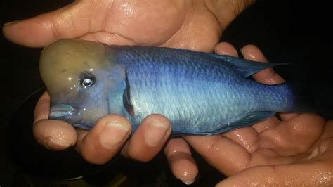 Surmeliler Halı ve Koltuk Yıkama