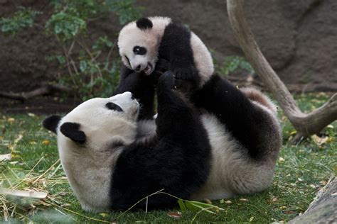 Surprise! Giant pandas may return to San Diego