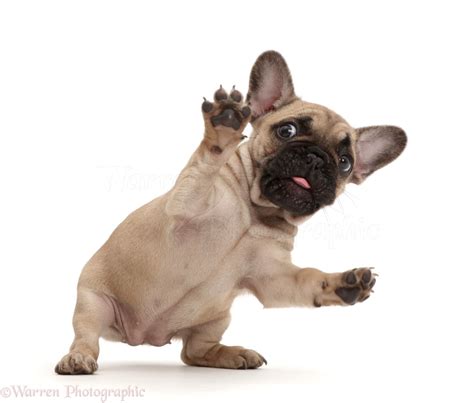 Surprise French Bulldog Puppy
