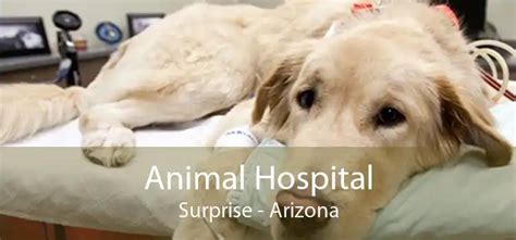 Surprise animal hospital. Things To Know About Surprise animal hospital. 