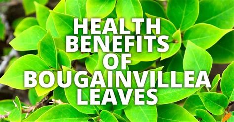 Surprising Health Benefits of Bougainvillea — Healthy …