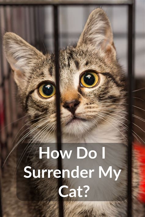 Surrender a cat. Sometimes, surrender is unavoidable. Perhaps the pet’s owner has become incapacitated or has passed away without leaving a plan of care. But many of the problems that lead people to consider … 