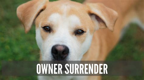 Surrender dogs near me. The owner surrender fee for intact adults is $50. The owner surrender fee for spayed or neutered adults and puppies under 6 months is $25. All surrenders over 4 months of age must provide up to date vaccination records. Although we would love to help all dogs, we need to assess our current foster home situation along with other factors before ... 