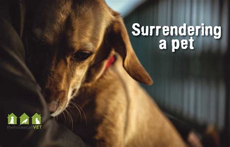 Surrendering a pet. Things To Know About Surrendering a pet. 
