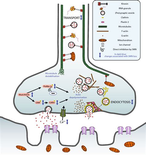 Survival Motor Neuron Protein - an overview ScienceDirect Topics