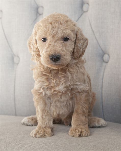 Susie is a Goldendoodle puppy for sale in Corsica, SD - Puppies…