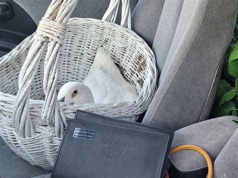 Suspected impaired driver arrested with pet duck riding shotgun: OPP