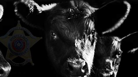 Suspicious cattle deaths reported in Texas