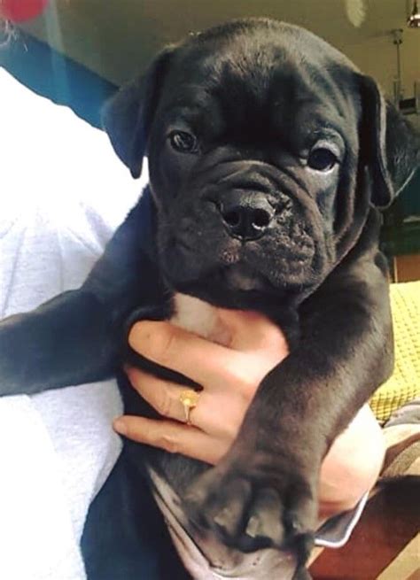Sussex Bulldog Puppies For Sale