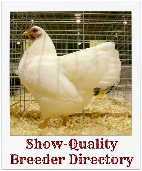 Sussex For Sale - Poultry Show Central