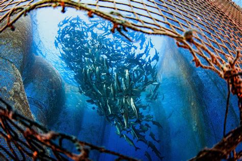 Sustainable fish. A research team from Arizona State University conducted a study with Mexican fisherman in the Sea of Cortez. It found that illuminated lights reduced the average bycatch by 63%. It also found that ... 