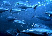 Sustainable fishery - Wikipedia