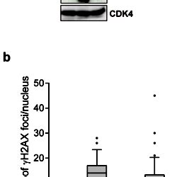 Sustained CHK2 activity, but not ATM activity, is critical to maintain ...