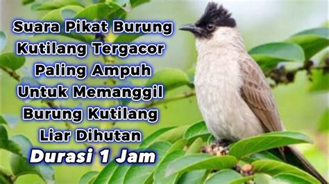 Suwara pikat garangan durasi 1 jam