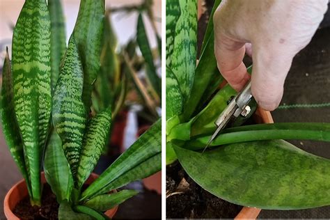 Svärmorstunga sticklingar