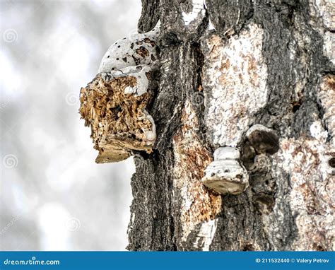 Svampf&ouml;rgiftning &ndash; Wikipedia