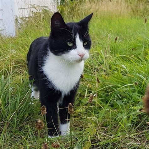 Svart og hvit hannkatt savnet i Eikelandsosen Hordaland