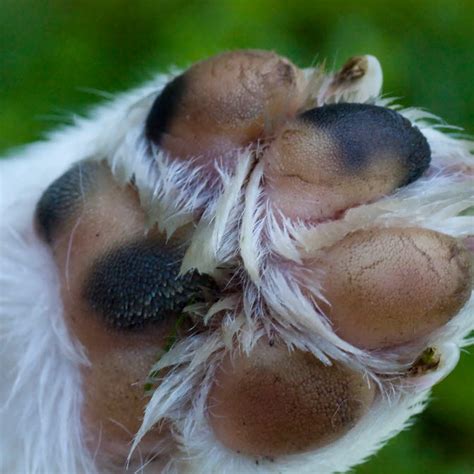 Svullen trampdyna hund