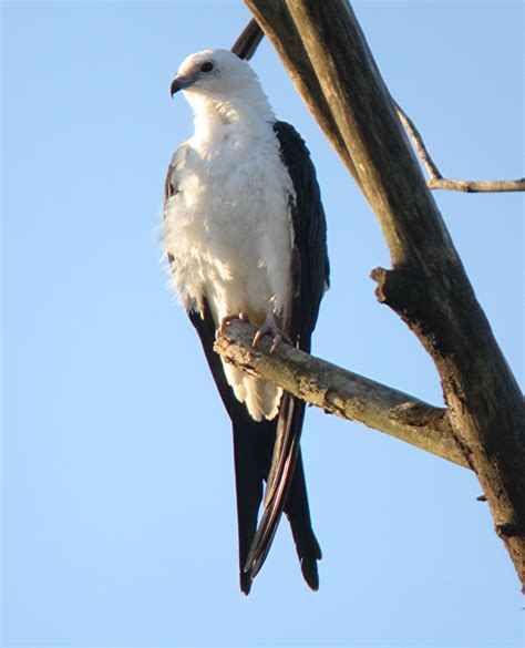 Swallow-tailed Kite Animal Database Fandom