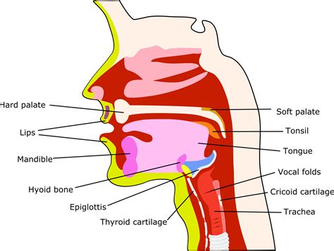 Swallowing & Salivary Bioscience Lab – UW–Madison